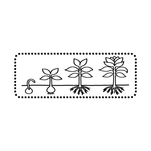 Motivationsstempel Abdruck – Pflanzenwachstum in vier Phasen mit Blume